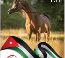 تواصل الاستعداد لبطولة الإنتاج المحلي للخيول العربية